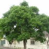 Melia Azedarach (China Berry, Bead Tree) Tree Seeds, Attractive Foliage,