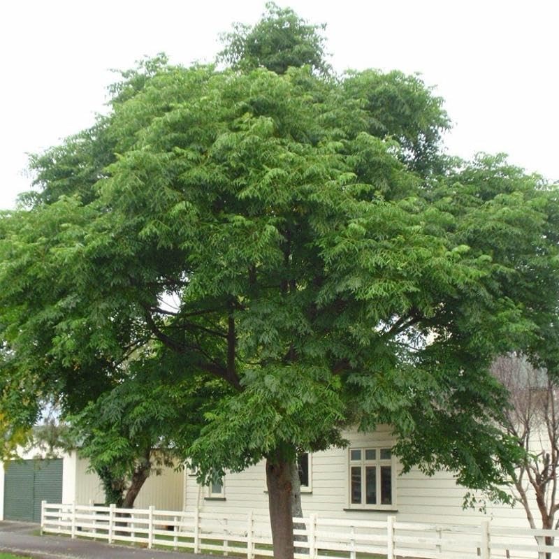 Melia Azedarach (China Berry, Bead Tree) Tree Seeds, Attractive Foliage,