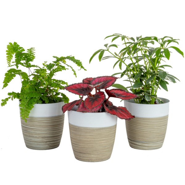 Costa Farms Live House Plants (3 Pack), Easy Grow Houseplants, Grower's Choice, Potted in Plant Planter Pots, Clean Air Purifier Set, Potting Soil Mix, New House Gift for Home and Office Decor