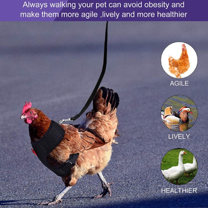 Chicken Harness with Lead, 3 Pieces Chicken Harness, Adjustable, Breathable,