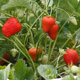 Big A Berries Fertilizer Nutrients – Plant Nutrients for Growth – Organic Nutrients for Indoor and Outdoor Berries – Works on Raspberry, Strawberry, Blueberry - 13.5oz