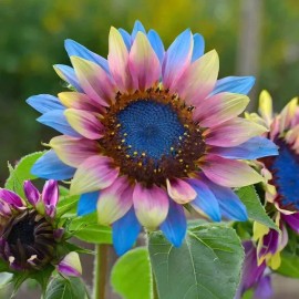 50pcs Rare Twin-Blossom Blue Over Pink Sunflower Seeds Unique Heirloom Variety