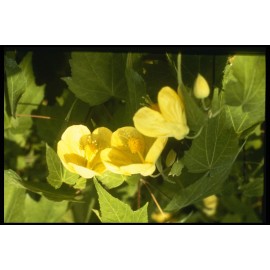 Unbranded Flowers & Plants Photos 8.5x11 Flowers In Vase Picture Wall Art Decor For Home