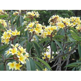 Discount Hawaiian Gifts Yellow Plumeria Cutting #LL4