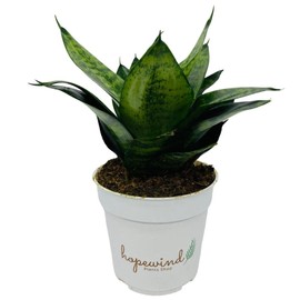 Hopewind Plants Shop Snake Plant, Sansevieria, Live Indoor Plant, Easy Care, Air Purifying Plant, 4 inch Pot (Foreset Star)
