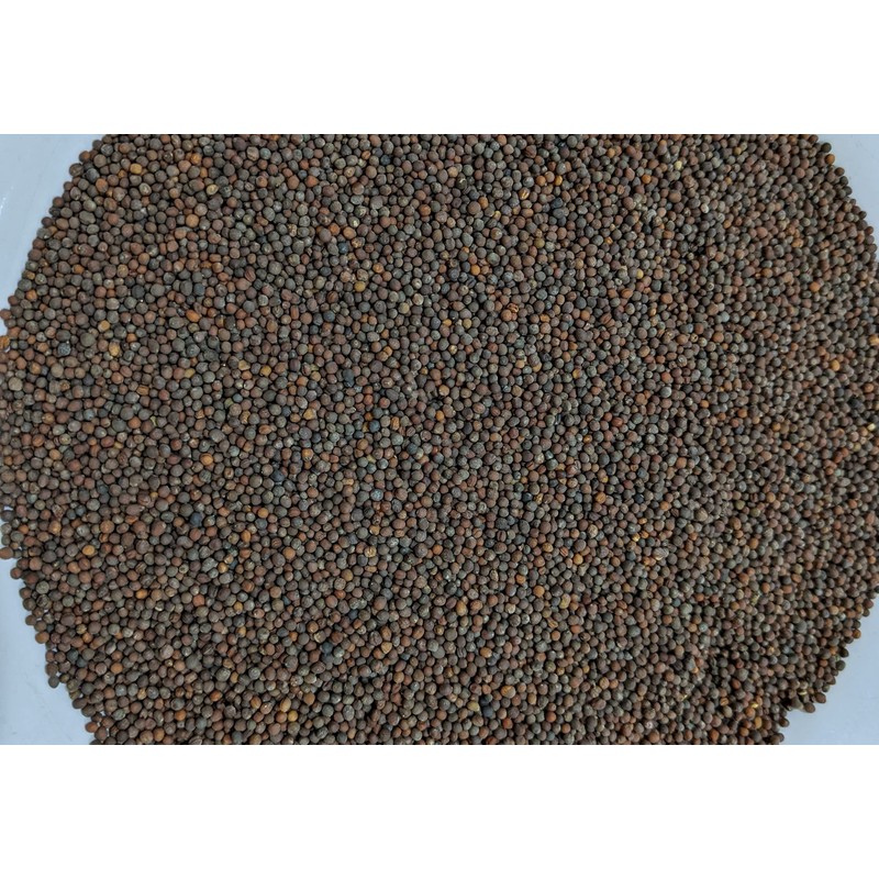 Broccoli Sprouting Seeds One Pound Non-GMO for Sprouts and Microgreens