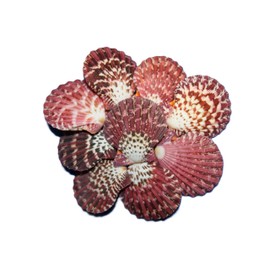 80- Natural Pecten Pallium Seashells Pairs, Sailors Valentines, Shell Crafts, Display Shells,All Occasion Gifts, SS-258