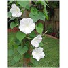 White Moonflower Vine Seeds - Climbing Vine Up to 15