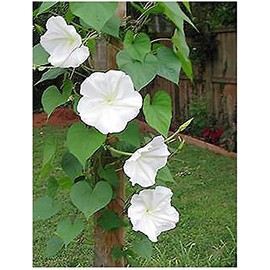 White Moonflower Vine Seeds - Climbing Vine Up to 15 Feet - Fragrant