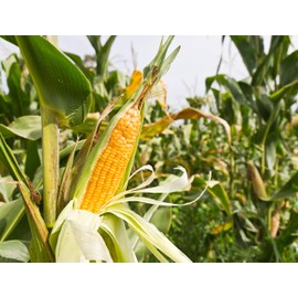Early Sunglow Sweet Yellow Corn Seeds for Planting, 50+ Seeds Per Packet, (Isla's Garden Seeds), Non GMO Seeds, Botanical Name: Zea mays, Delicious Corn Variety, Great Home Garden Gift