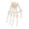 Hand skeletal model that correctly reproduces the position of each