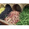 NIKA SEEDS - Seeds Vegetable Bean Cluster Mix - 30
