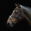 Collegiate Comfitec Grackle Bridle - Brown Bridle Size - Cob
