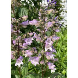 Olympics Calico Beardtongue - Penstemon calycosus 60+ Seeds, Native Pollinator Plant
