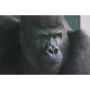 Handmade Gorilla Taxidermy Reference Photo Cd