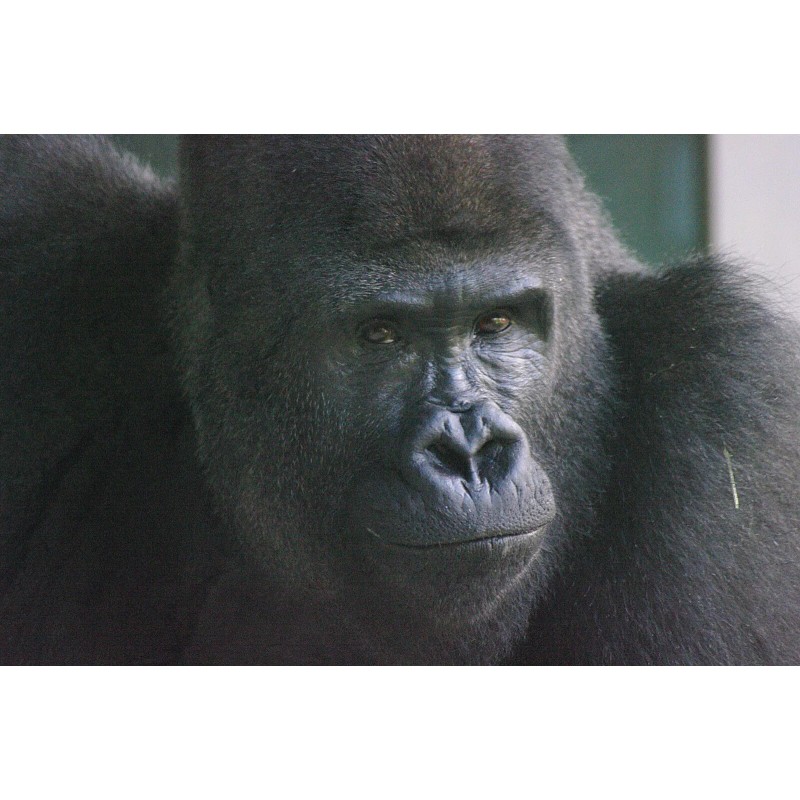 Handmade Gorilla Taxidermy Reference Photo Cd