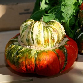 Turks Turban Gourd Squash, Winter (Cucurbita Maxima) Vegetable Seeds, Distinctive Shape, Nutrient-Rich, Bee Magnet, Easy to Grow, Seeds by MySeeds.Co, You Choose The Amount (1/4 LB)