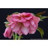 Perennial Farm Marketplace Helleborus x W.J. 'Cotton Candy' (Lenten Rose)