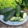 Fresh 100+ Double Yield Cucumber Seeds - Heirloom - Organic
