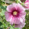 Eden Brothers Hollyhock Seeds - Henry VIII - Pink