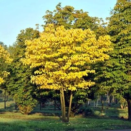 Blue Sausage Fruit Tree Seeds - Edible & Ornamental Shrub (Decaisnea fargesii) - Hardy - 5 Seeds