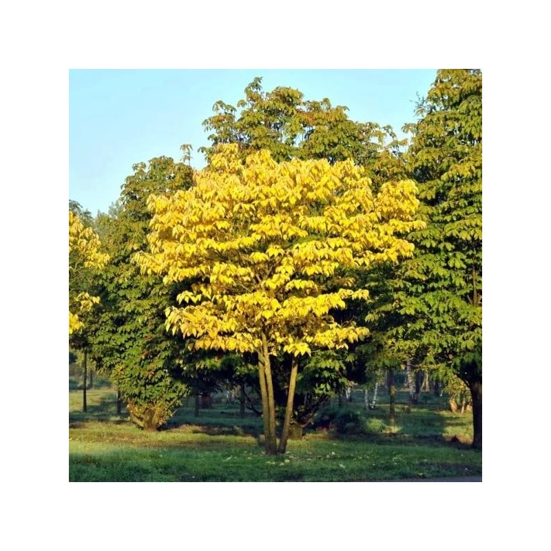 Blue Sausage Fruit Tree Seeds - Edible & Ornamental Shrub
