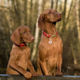 Service Dog in Training Tag, ID Tag Removable to Collar, Harness (Medium)