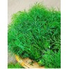 KIRA SEEDS - Seeds Mushroom's Dill - Heirloom Vegetable -