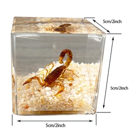 Real Insect in Resin Specimen,Scorpions specimens,Interesting Desert Scorpions Micro-Landscape,Insect Taxidermy Crafts Collection Paperweight(Desert Scorpions)