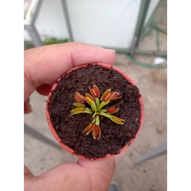 4 Tierra Para Plantas Carnívoras Peatmoss Mas Mix De Semilla