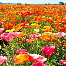 The Green Grove Garden 1400+ CALIFORNIA POPPY AUTUMN MIX SEEDS  DEER RESISTANT WILDFLOWERS HUMMINGBIRDS