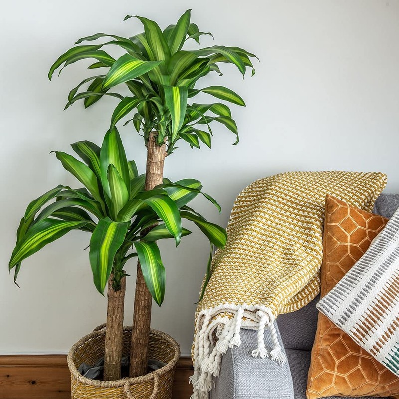 American Plant Exchange Dracaena Mass Cane ‘Corn Plant’ – Live