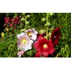 CEMEHA SEEDS - Seeds Hollyhock Spring Double Mix Mallow Perennial