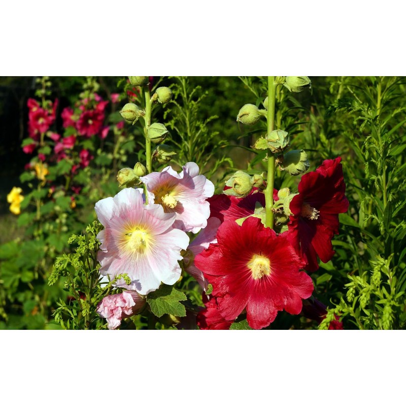 CEMEHA SEEDS - Seeds Hollyhock Spring Double Mix Mallow Perennial