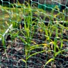 Bird Netting Garden Mesh for Strawberry Fruit Protection Raised Beds