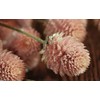 50 Gomphrena Seeds - Salmon - Globe Amaranth ~ -Great