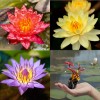3 Pack Live Hardy Water Lilies Pre-Grown Tuber Rhizome Purple,