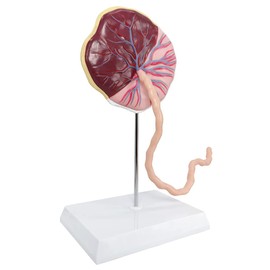 Benilev Placenta Umbilical Cord Anatomical Model, Life Size Umbilical Cord Placenta Model with Veins Arterial Embryo Tissue Structure for Obstetrics and Gynecology Teaching Tool with Base