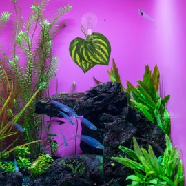 Sankoly 12 Pieces Suction Cup Clips Plastic Suction Cup Clip Window Glass Suction Cup with Clip for Advertising Display Business Cards Fishes Feeding Transparent