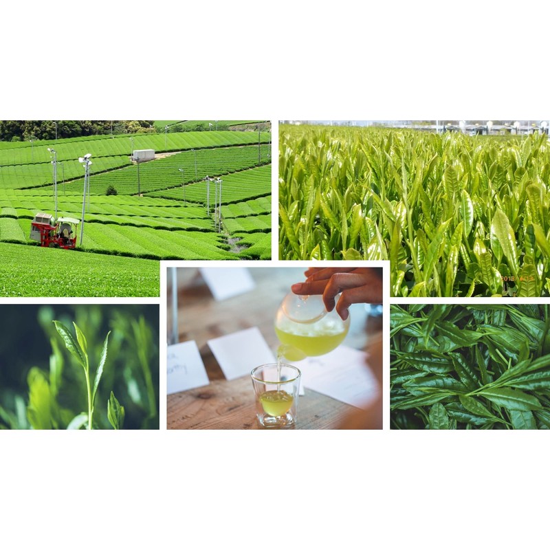 Yamecha Yame Shiraore Green Tea Leaves