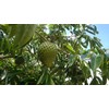 100% Graviola Fruit Extract, 4000 mg, -10:1, High Dose, 180