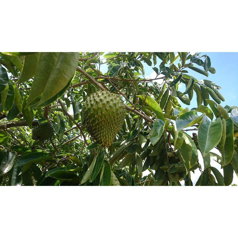 100% Graviola Fruit Extract, 4000 mg, -10:1, High Dose, 180