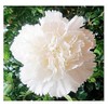 White Jeanne Dionis Carnation Seeds