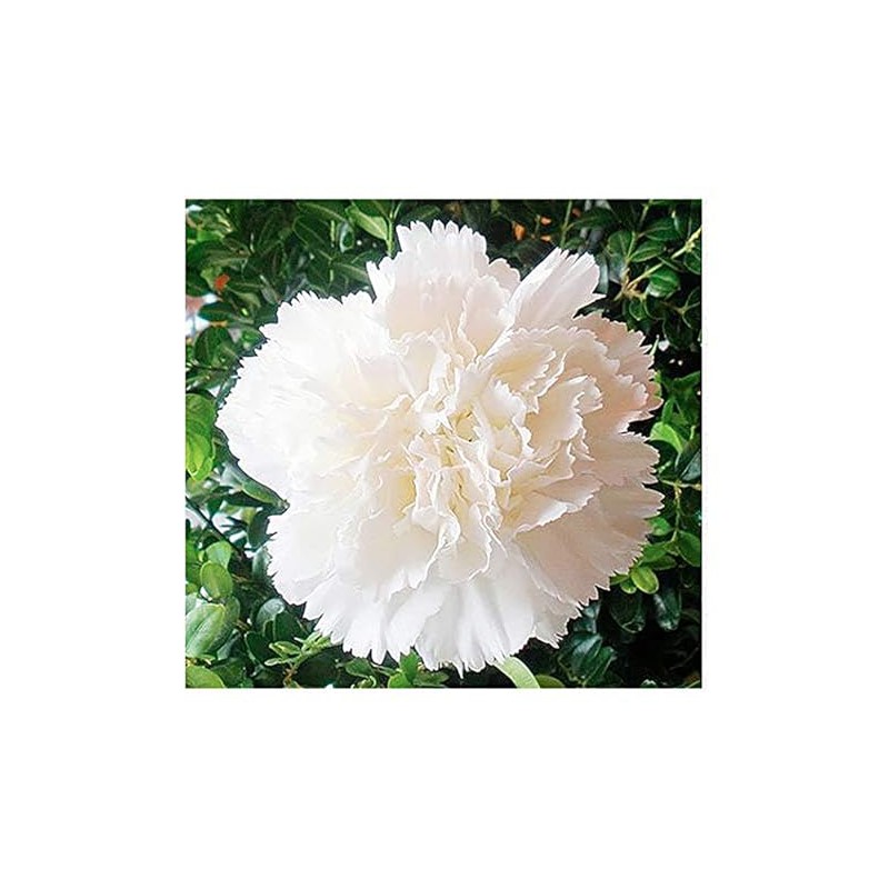 White Jeanne Dionis Carnation Seeds