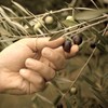 Marmarabirlik Black Olives, Turkish Dry Cured Black Olives, Hand-Picked, Healthy