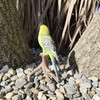 Vivid Arts - Budgies Garden Ornament Bird Sculpture (Budgie, Green)