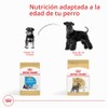 ROYAL CANIN, Puppy - Mini Schnauzer, Croquetas Perro, 1.1kg