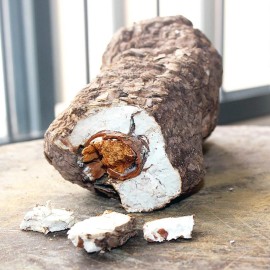 Out Grow Fu Ling (Poria cocos) Liquid Culture