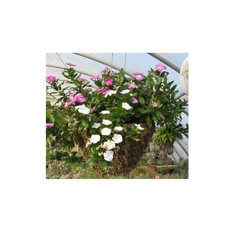 Topiary Art Works 16" (Inside Diameter) Sphagnum Moss Hanging Basket