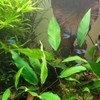 Mainam Anubias Nana & Minima on Driftwood Medium Size Freshwater
